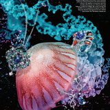 Palm Beach Charity Register 2025-2026